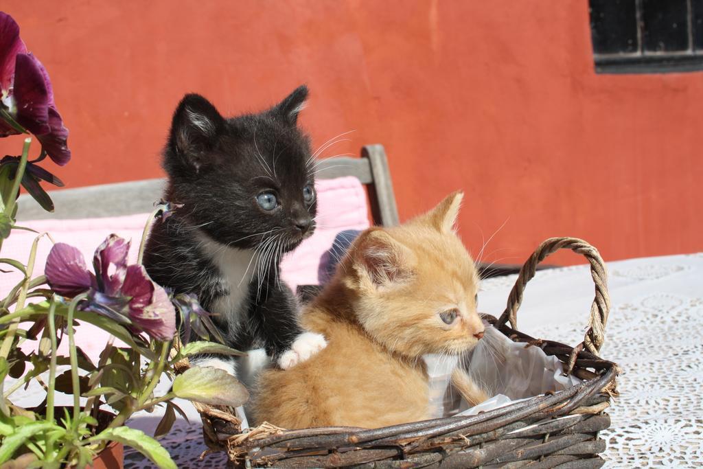 Bakkelund Bed & Breakfast Borre Dış mekan fotoğraf
